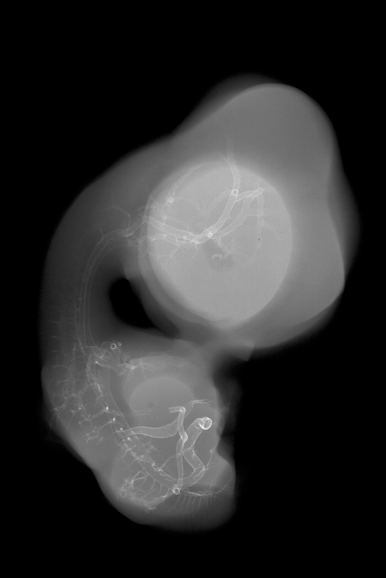 stage 30 chick embryo x-ray